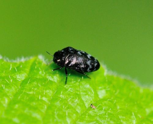 Réf. 300 437 : Trachys minutus